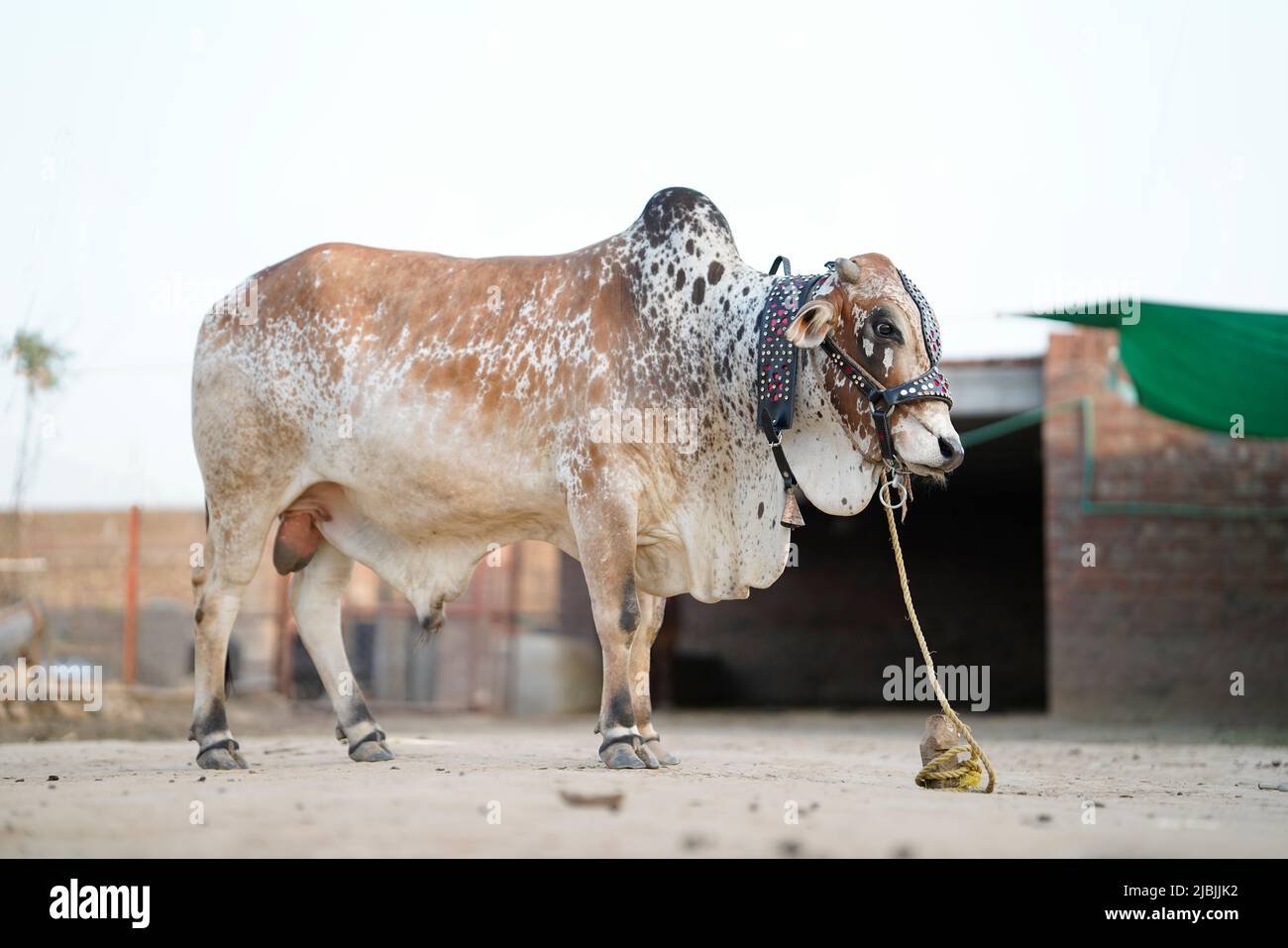 Schöne Kuh steht auf dem Markt für das Opferfest von Eid zum Verkauf. Stockfoto