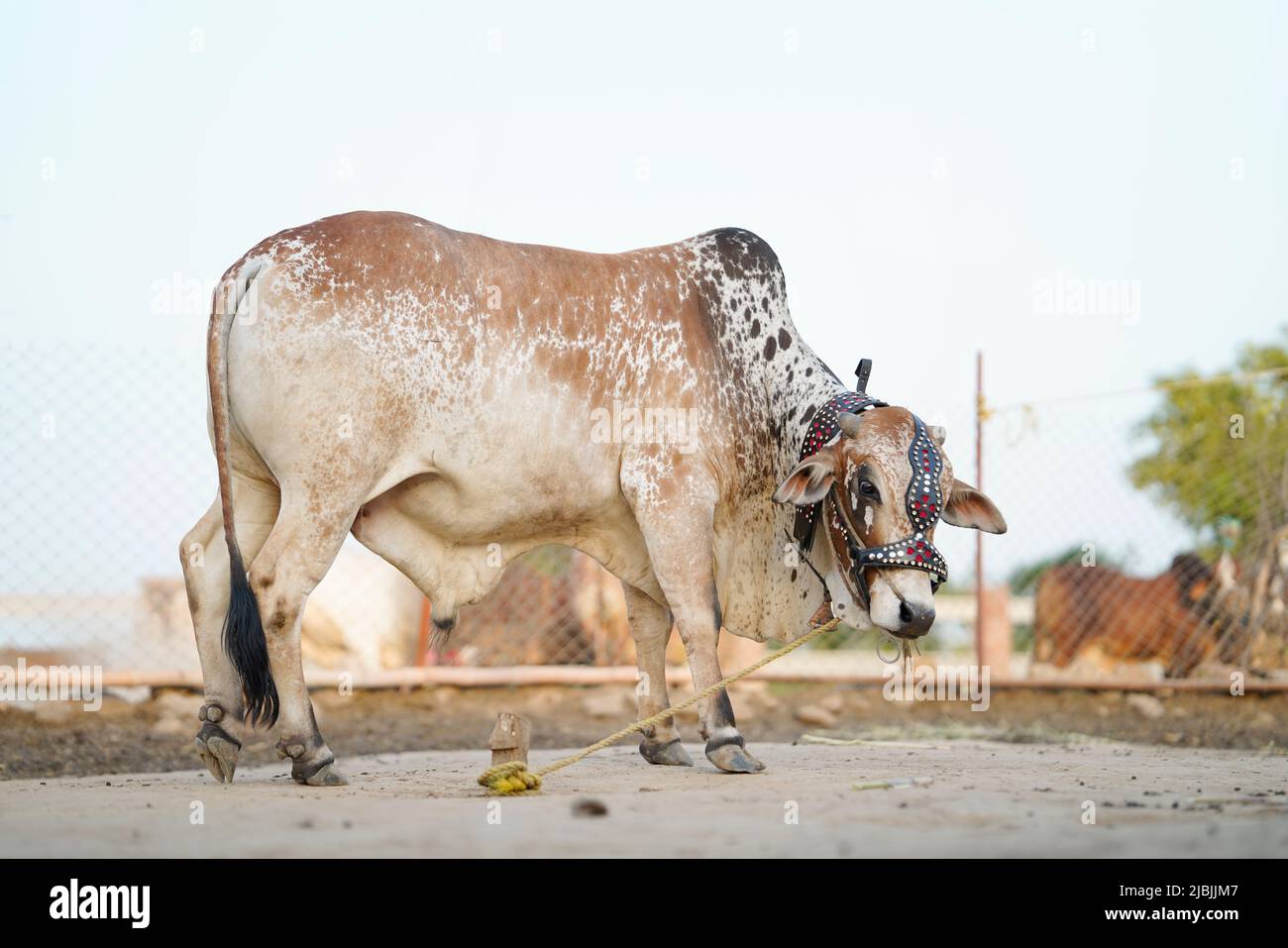 Schöne Kuh steht auf dem Markt für das Opferfest von Eid zum Verkauf. Stockfoto