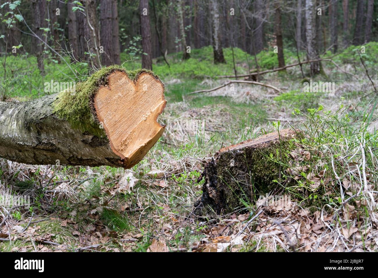 Stamm einer Birke in Form eines Herzens Stockfoto
