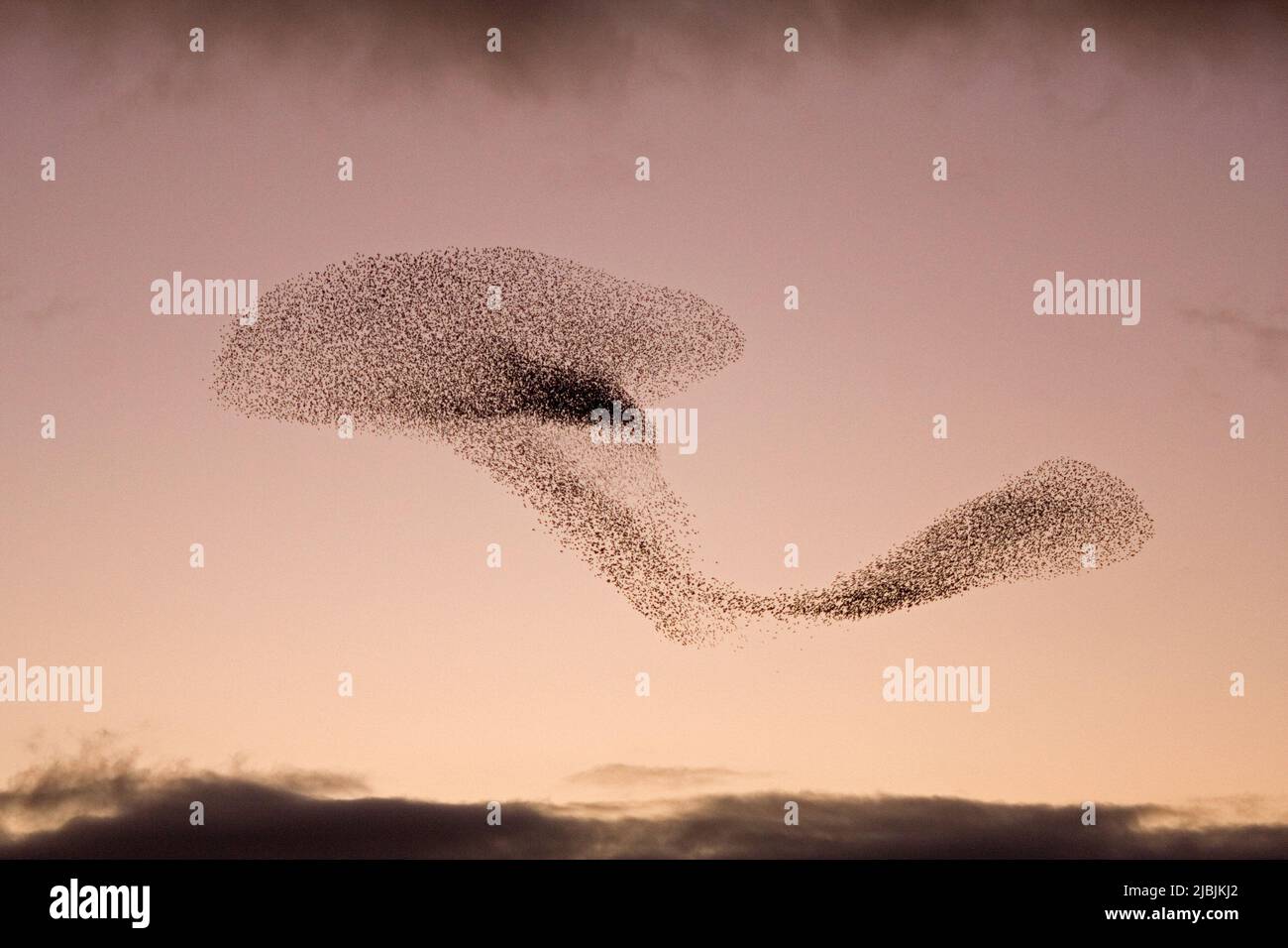 Gewöhnlicher Star Sturnus vulgaris, Murmeln bei Sonnenuntergang, Suffolk, England, Februar Stockfoto