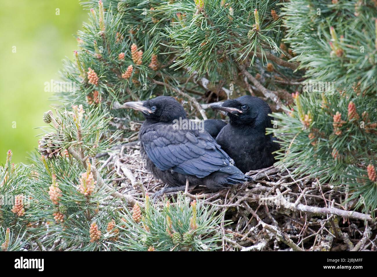 Rook Corvus frugilegus, Küken sitzen auf Nest in Kiefer, Suffolk, England, April Stockfoto