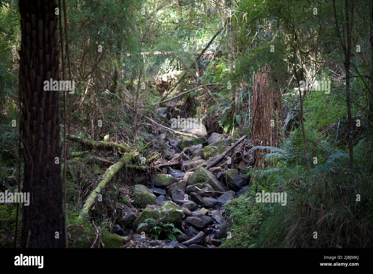 Ein steiniger trockener Bach im Blackburn Lake Reserve in Victoria, Australien. Unglaublich, was man abseits der Touristenpfade und in der Wildnis findet. Stockfoto