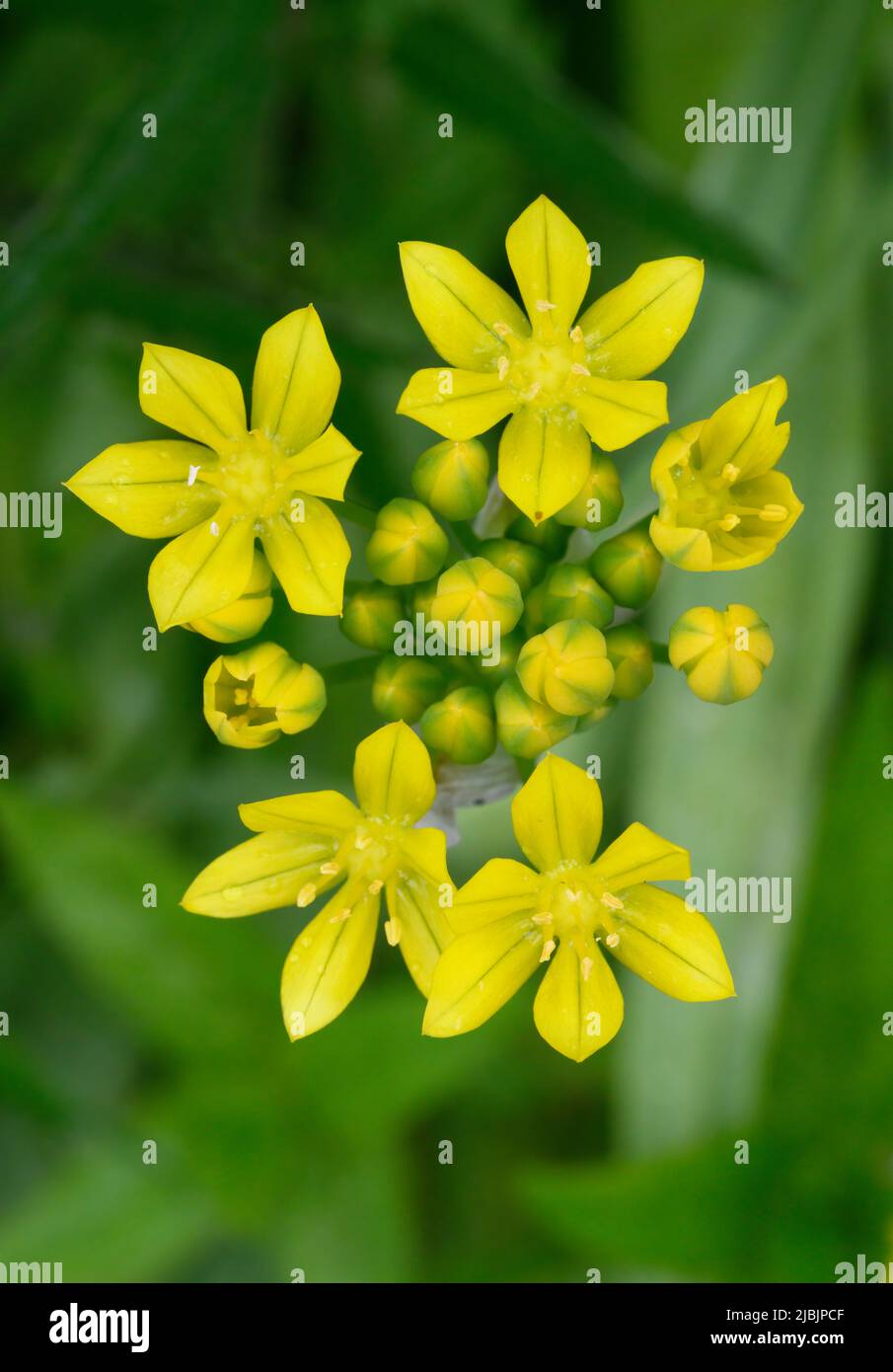 Wunderschöne, leuchtend gelbe Blüten der Pflanze, die den treffenden Namen Star of Bethlehem trägt Stockfoto