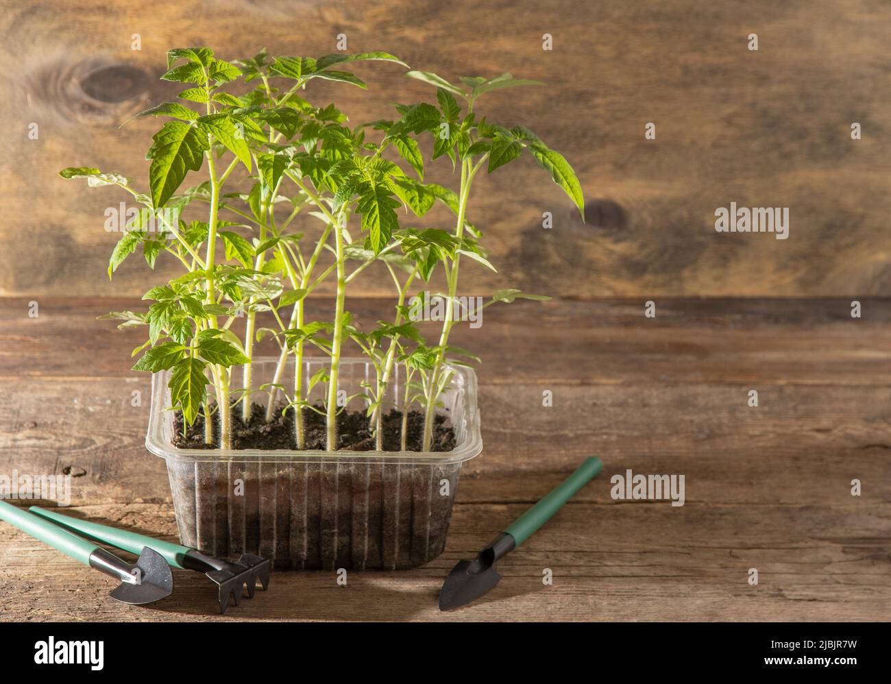 Keimling von Tomaten. Gartenarbeit im Frühling. Tomatenbusch. Gemüse zu Hause anbauen. Vermehrung und Pflanzung eines Gemüsegartens. In eine Schachtel Pflanzen. Holzhintergrund. Stockfoto