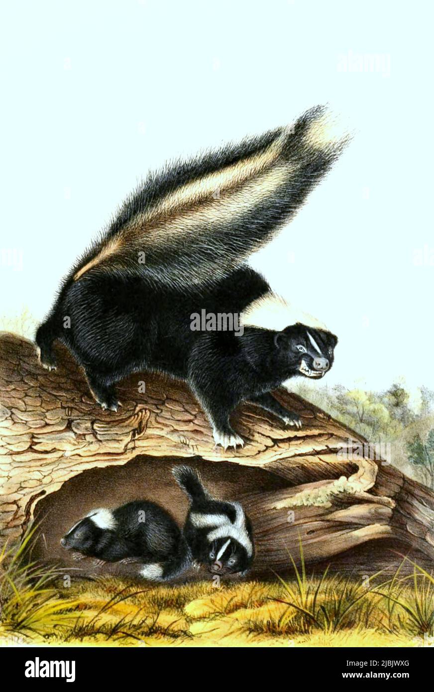 Streifenskunk, Mephitis Mephitis, histoisch, digital restaurierte Reproduktion einer Originalvorlage aus dem 19. Jahrhundert, genaues Originaldatum nicht bekannt /Striped Skunk, Mephitis Mephitis, historische, digitale verbesserte Reproduktion eines Originals aus dem 19.. Jahrhundert Stockfoto