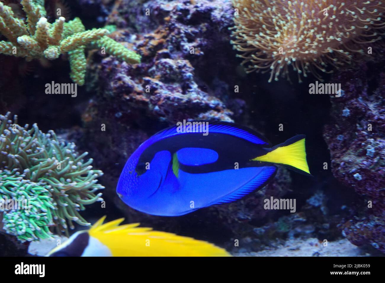 Hippo Tang und Foxface Rabbitfish schwimmen im Aquarium Stockfoto