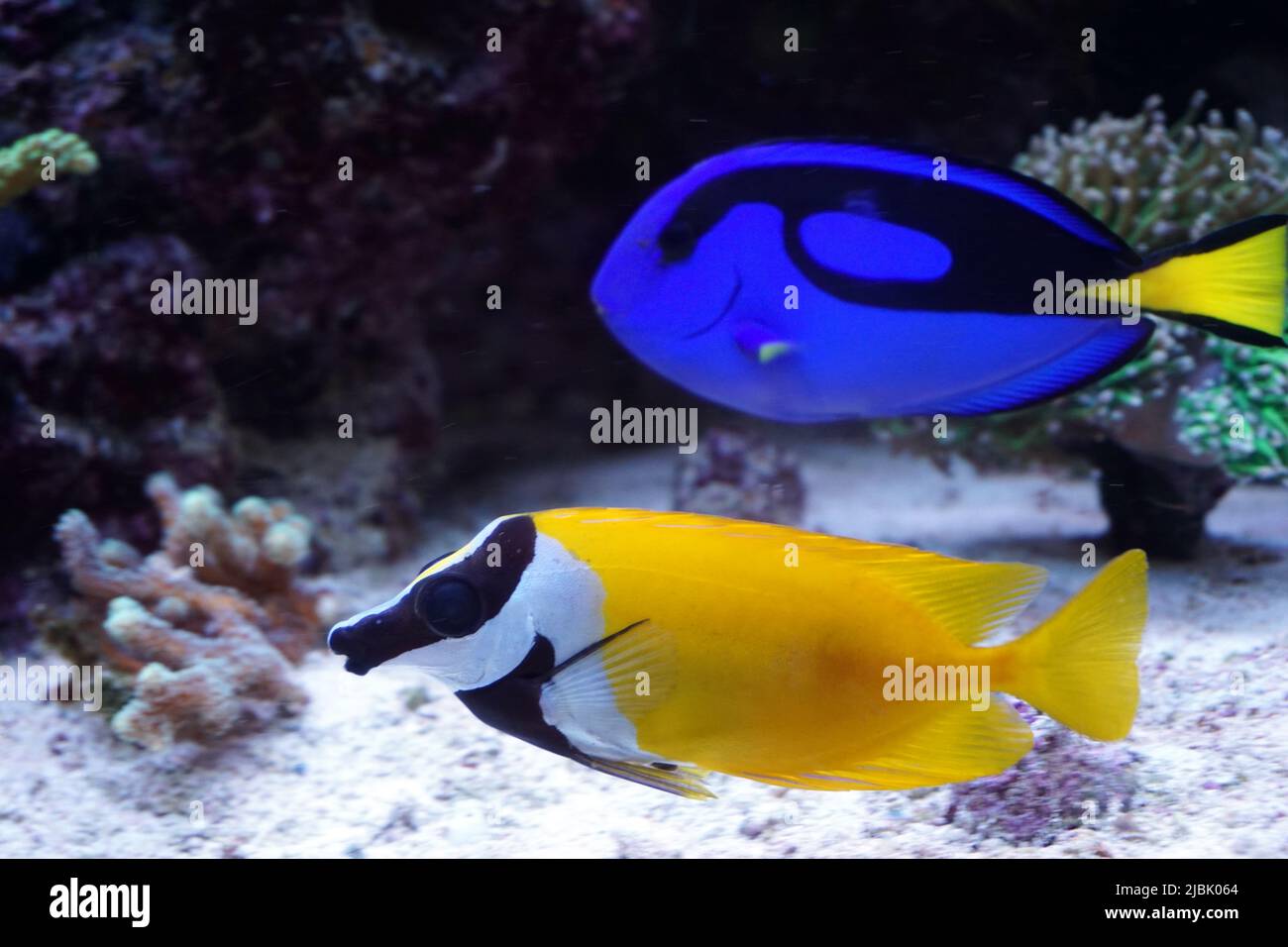 Hippo Tang und Foxface Rabbitfish schwimmen im Aquarium Stockfoto