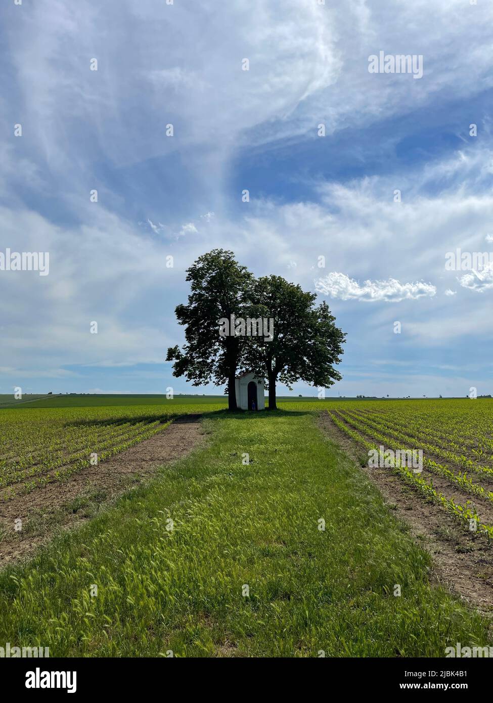 Schöner Doppelbaum auf der Wiese in tschechien Stockfoto