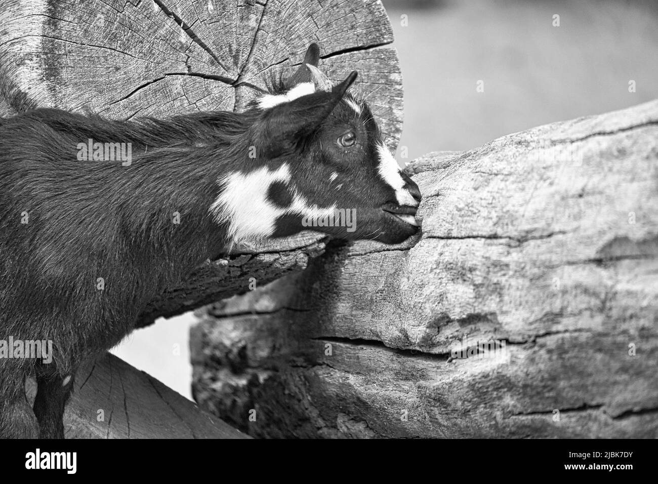 Kind in Schwarz und Weiß spielt im Streichelzoo. Interessant ist es, die Umwelt zu erkunden. Tierfoto von kleinen Säugetieren. Haustiere aus Deutschland Stockfoto