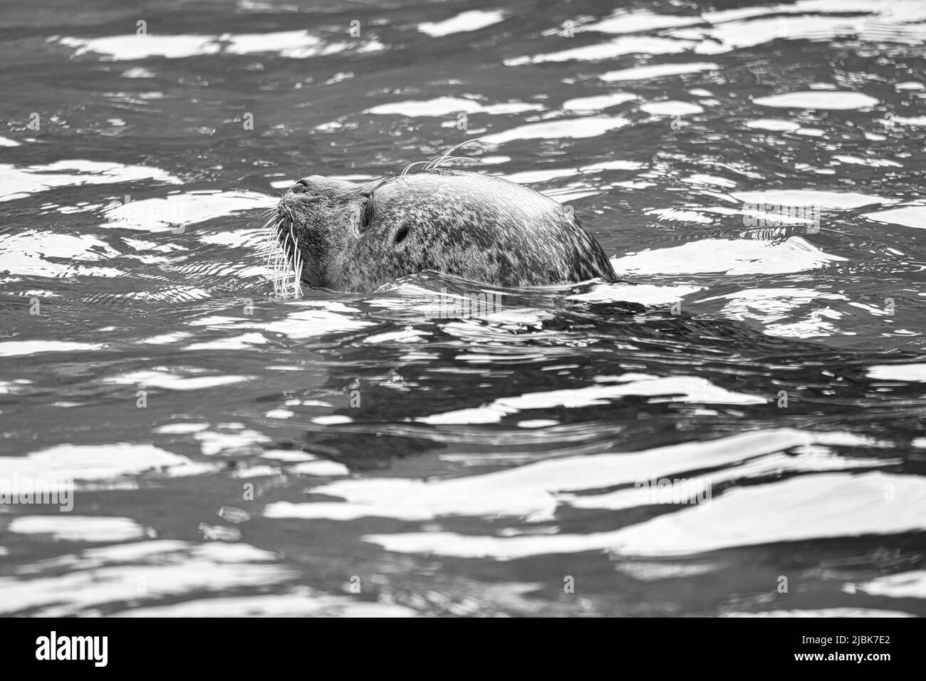 Robbe in schwarz und weiß, schwimmend im Wasser. Nahaufnahme des Säugetiers. Gefährdete Arten in Deutschland. Tierfoto Stockfoto