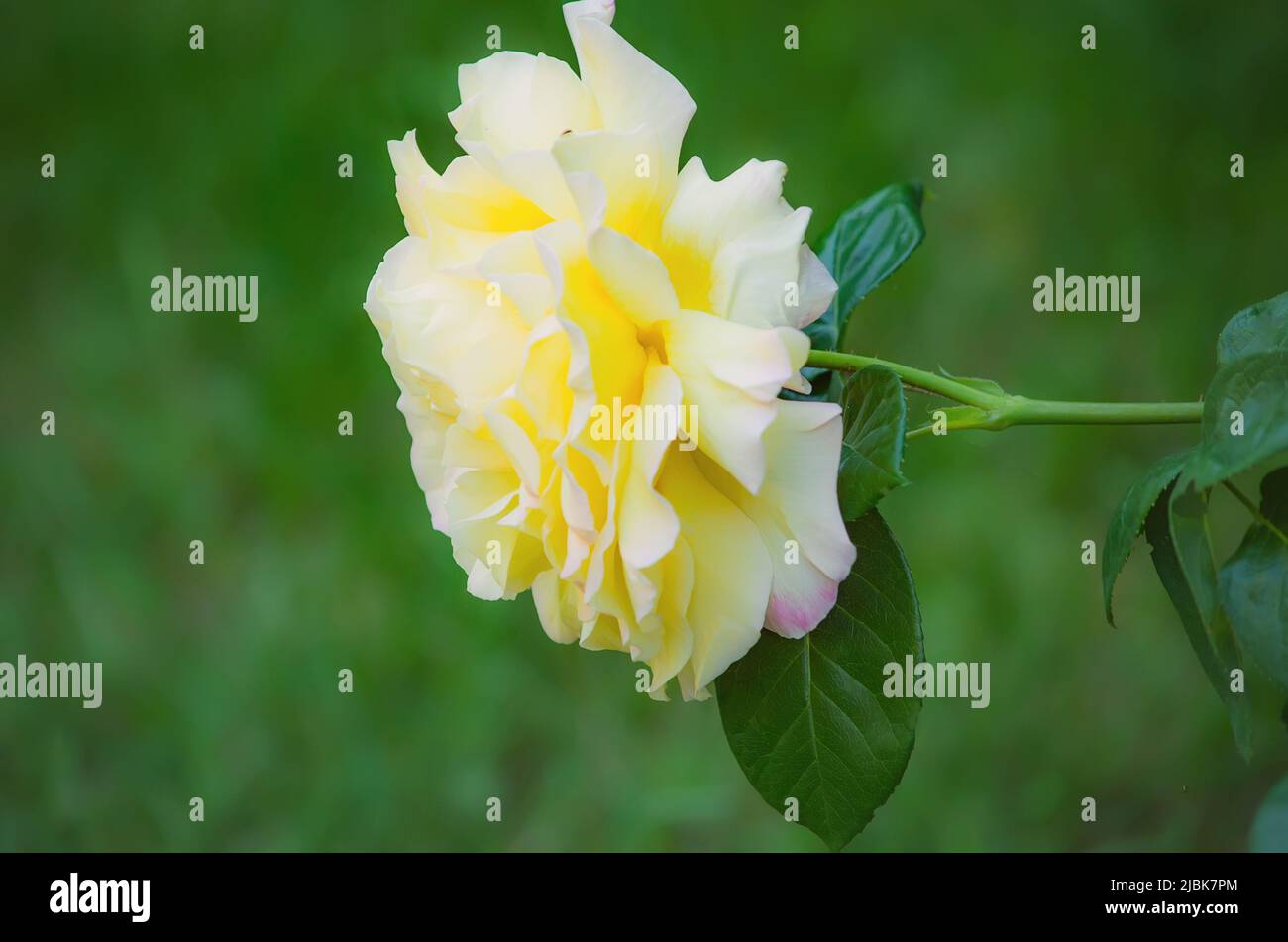 Peace Gloria Dei Hybrid Tea Rose im Sommergarten EINE Vielzahl von Rosen der Tee-Hybrid-Klasse. Manchmal wird diese Sorte die berühmteste Rose genannt Stockfoto