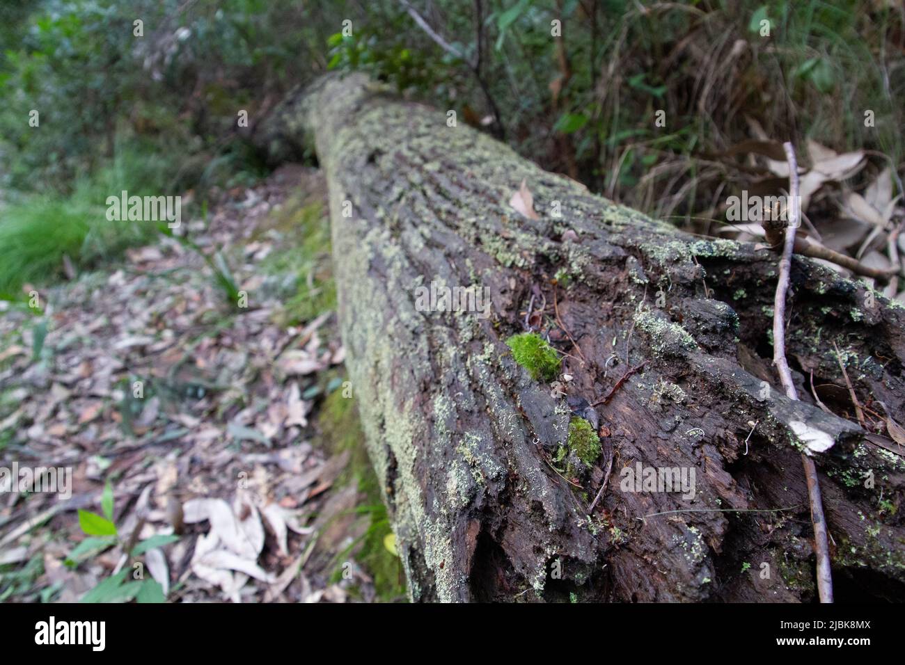 Gefallener Baum, der in die Ferne zurückgeht Stockfoto