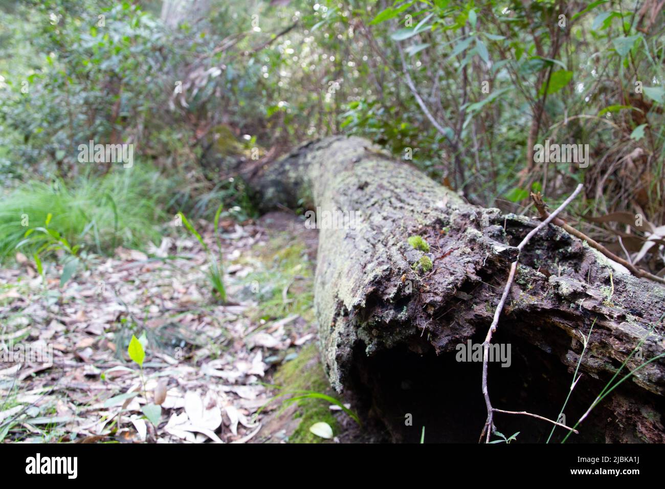 Gefallener Baum, der in die Ferne zurückgeht Stockfoto
