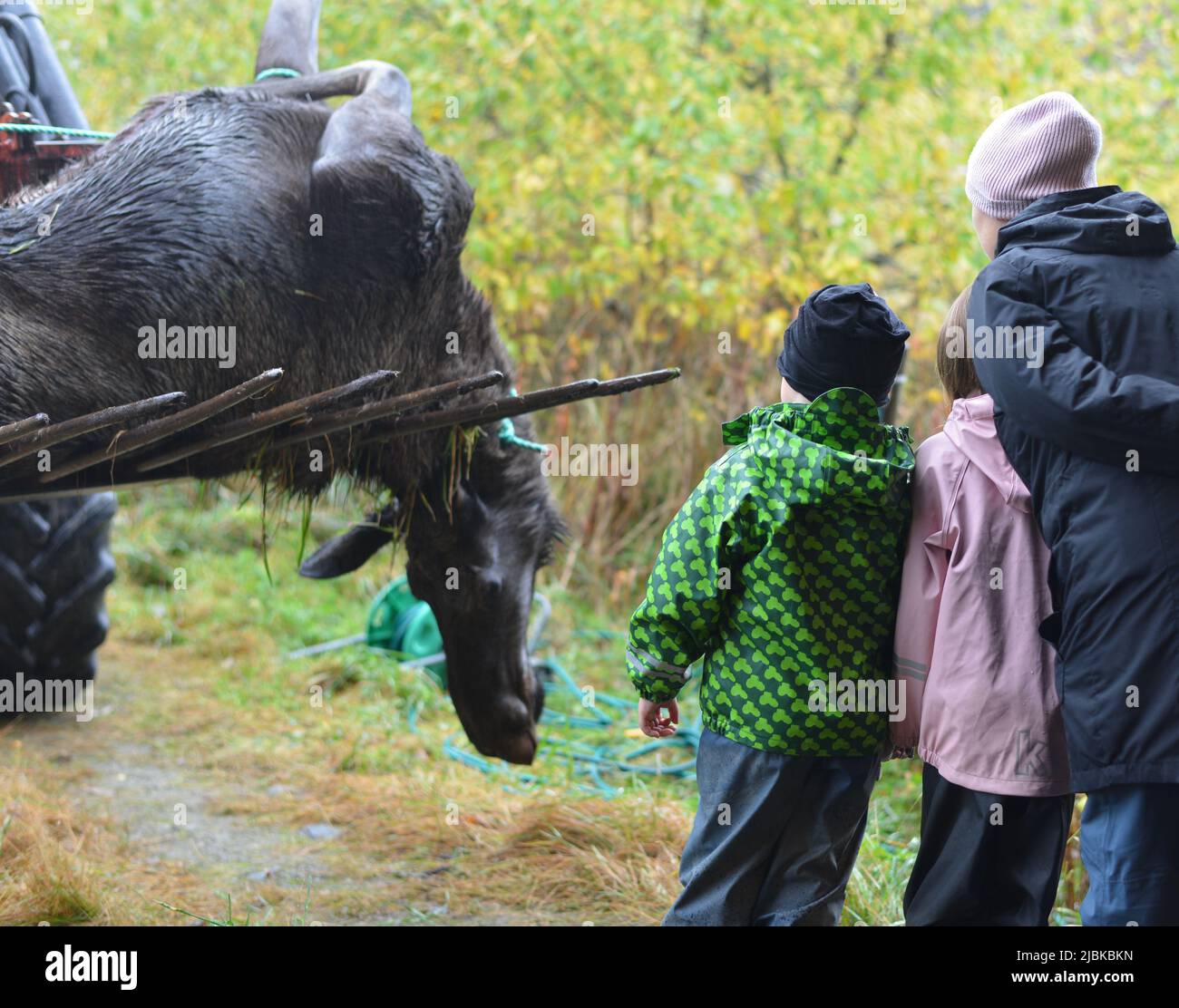 Ein Elch (Alces alces), der bei der herbstlichen Jagd in Norwegen geschossen wurde. Zwei Kinder und eine Mutter beobachten das getötete Tier. Stockfoto