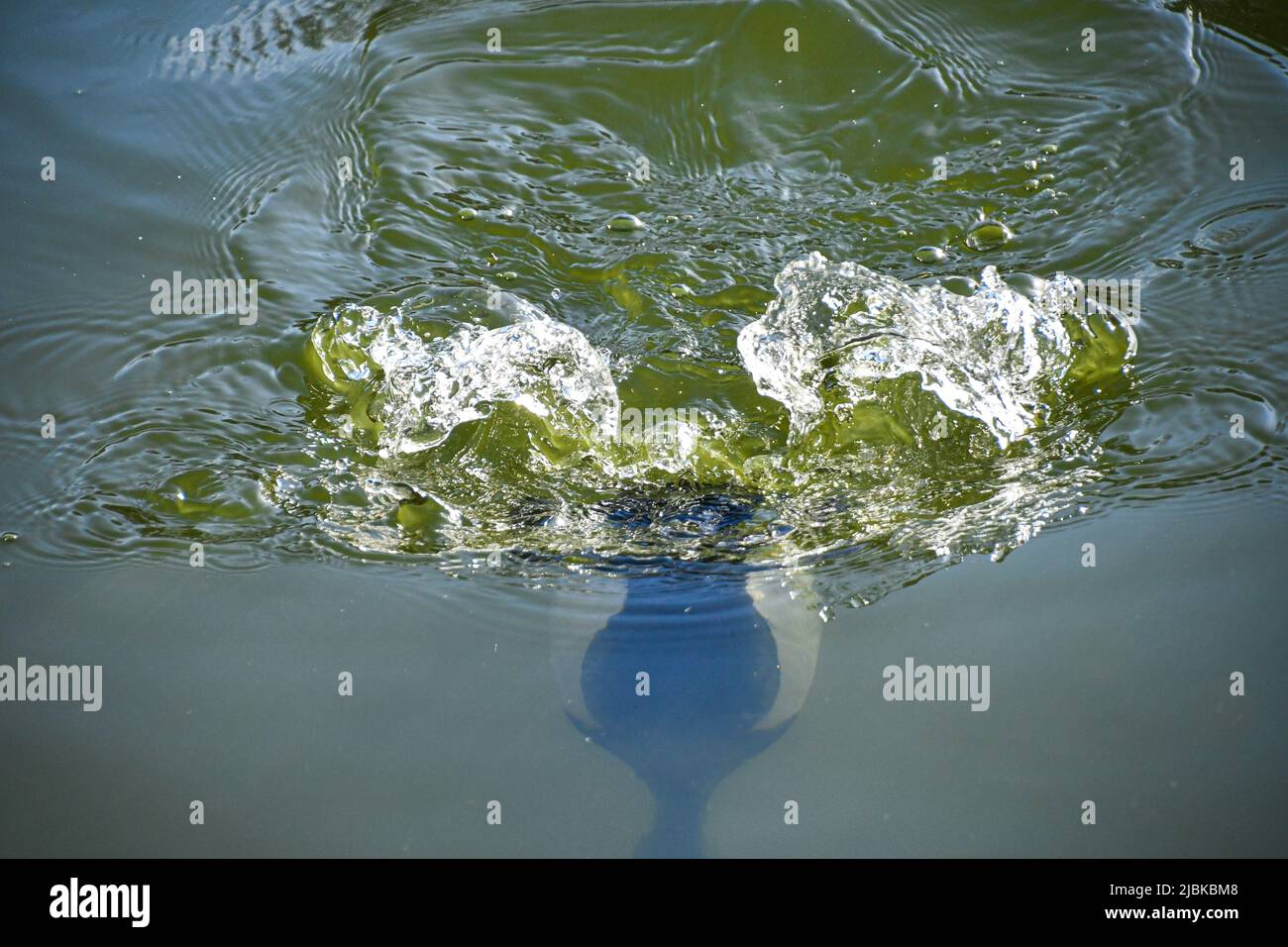 Eine schwarz-weiße Taucherente, die beim Tauchen gefangen wird, um sich mit den Wasserwirbeln zu ernähren, die ihr folgen. Stockfoto