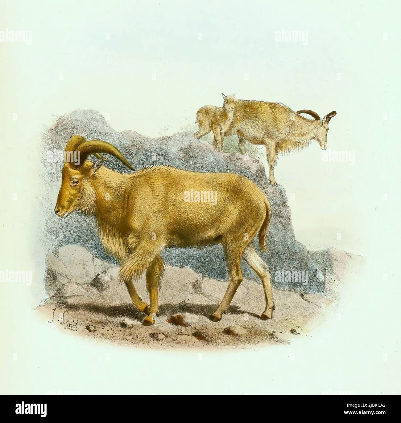 Mähnenspringer, Ammotragus lervia, auch als Mähnenschaf, Berberschaf oder Aoudad, Historisch, Digital restaurierte Reproduction einer Vorlage aus dem 19. Jahrhundert / Barbary Sheep, Ammotragus lervia, auch bekannt als aoudad, Arul oder afrikanische Schafe, historische, digitale verbesserte Reproduktion eines Originals aus dem 19.. Jahrhundert Stockfoto