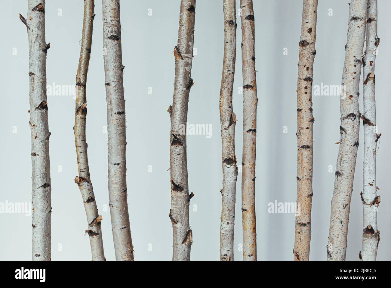 Texturhintergrund von Stämmen verschiedener Erle und Espenbäume auf weißem Hintergrund Stockfoto