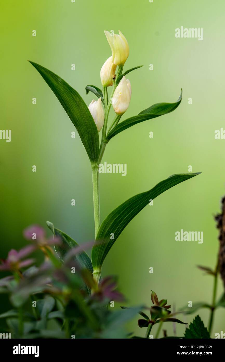 Cepalanthera damasonium, terrestrische Orchidee der Familie der Orchidaceae Stockfoto