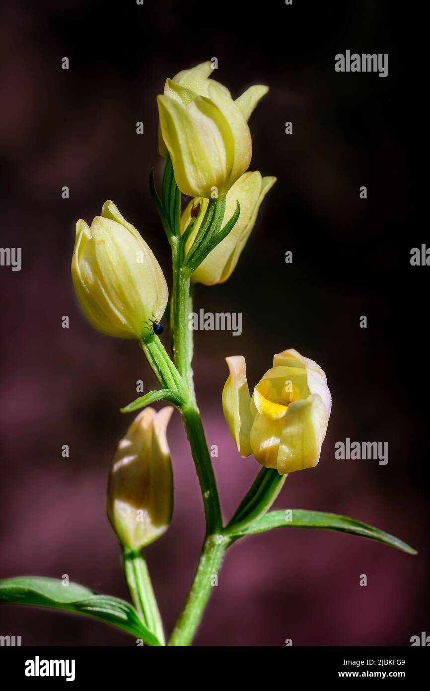 Cepalanthera damasonium, terrestrische Orchidee der Familie der Orchidaceae Stockfoto