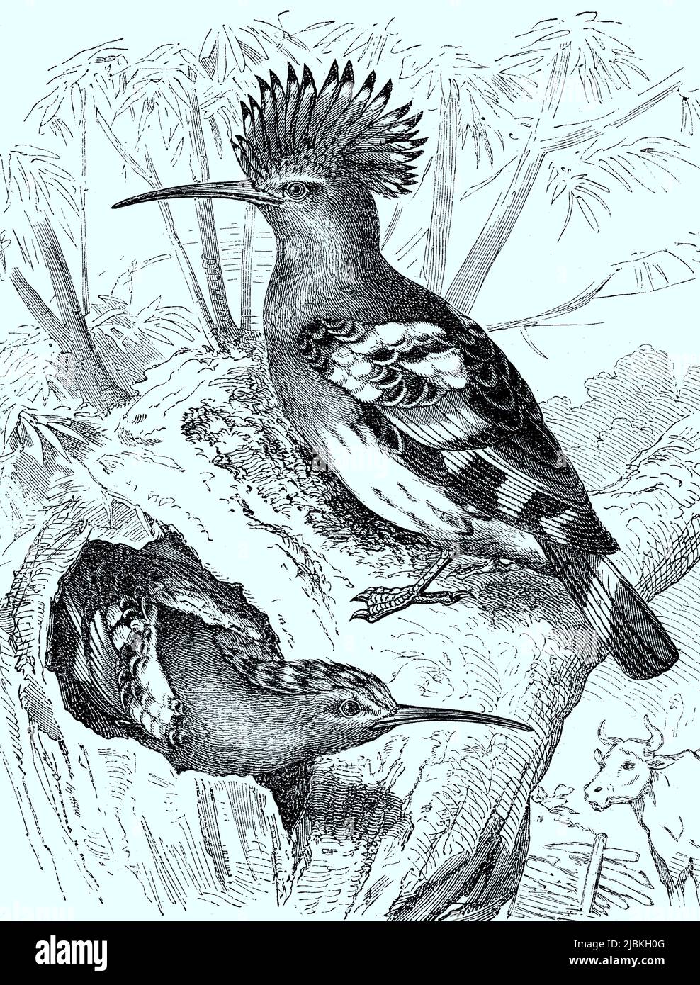 Wiedehopf mit aufgestellter Federhaube, Upupa epops, Vogel, digital restaurierte Reproduktion einer Originalvorlage aus dem 19. Jahrhundert, das Originaldatum ist nicht bekannt Stockfoto