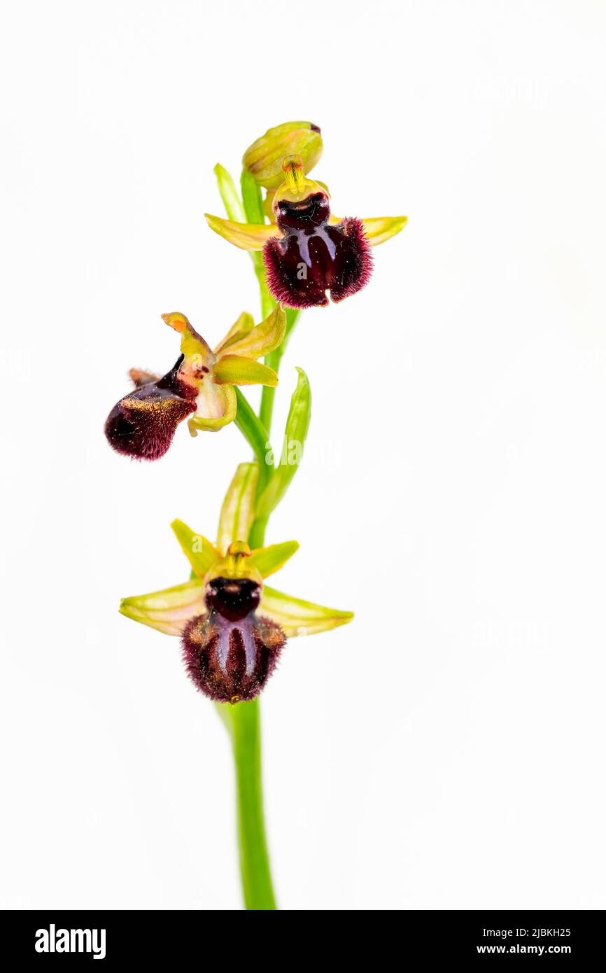 Ophrys sphegodes ist eine Art der Gattung Ophrys. Sie sind Orchideen der sogenannten ersten Spinnenorchideen Stockfoto