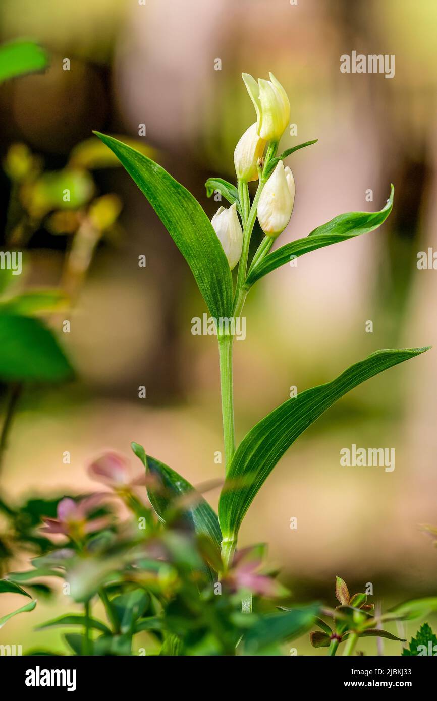 Cepalanthera damasonium, terrestrische Orchidee der Familie der Orchidaceae Stockfoto