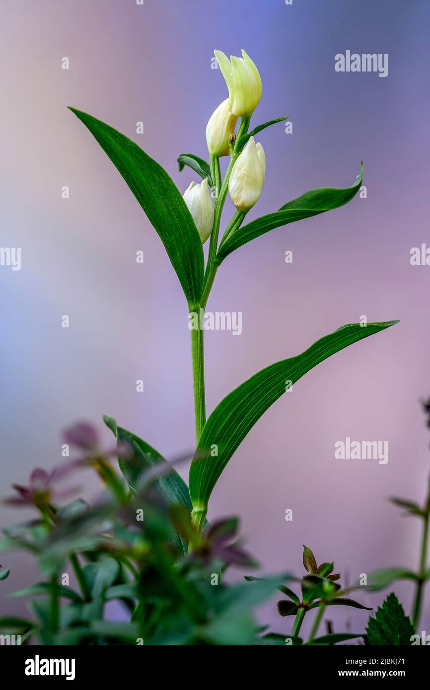 Cepalanthera damasonium, terrestrische Orchidee der Familie der Orchidaceae Stockfoto