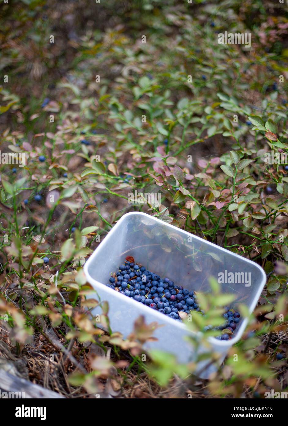Sammeln Sie Heidelbeeren im Wald. Schüssel mit blauen Beeren. Die Ernte der wilden Blaubeeren. Beeren- und Buschbeeren Stockfoto