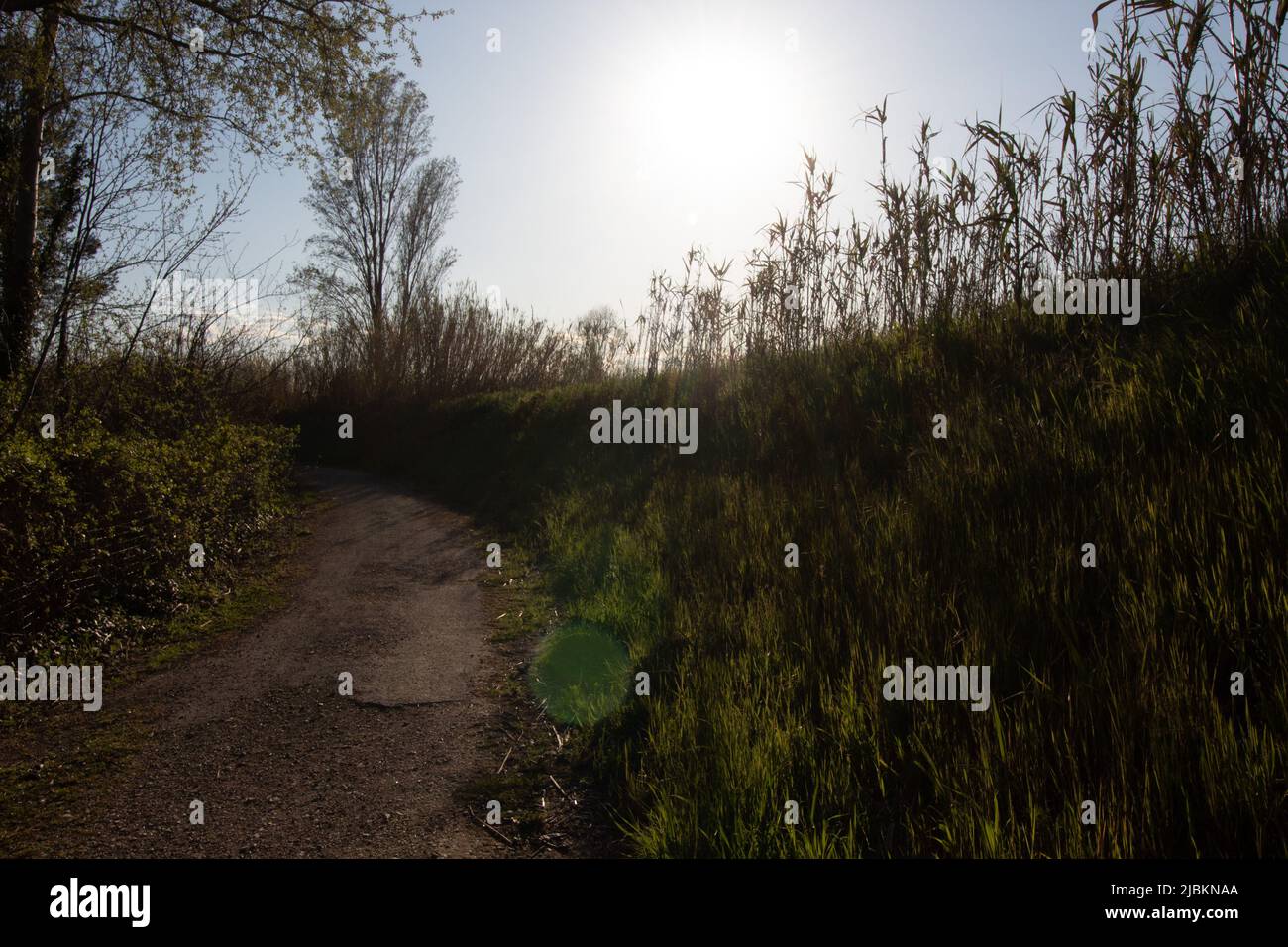 Wandern entlang des Flusses Misa, umgeben von Natur, in Senigallia, Region Marken, Italien. Fast Sonnenuntergang. Flusslandschaft Stockfoto