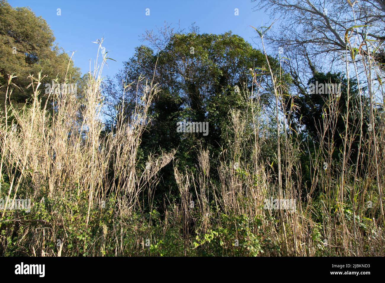 Wandern entlang des Flusses Misa, umgeben von Natur, in Senigallia, Region Marken, Italien. Fast Sonnenuntergang. Flusslandschaft Stockfoto