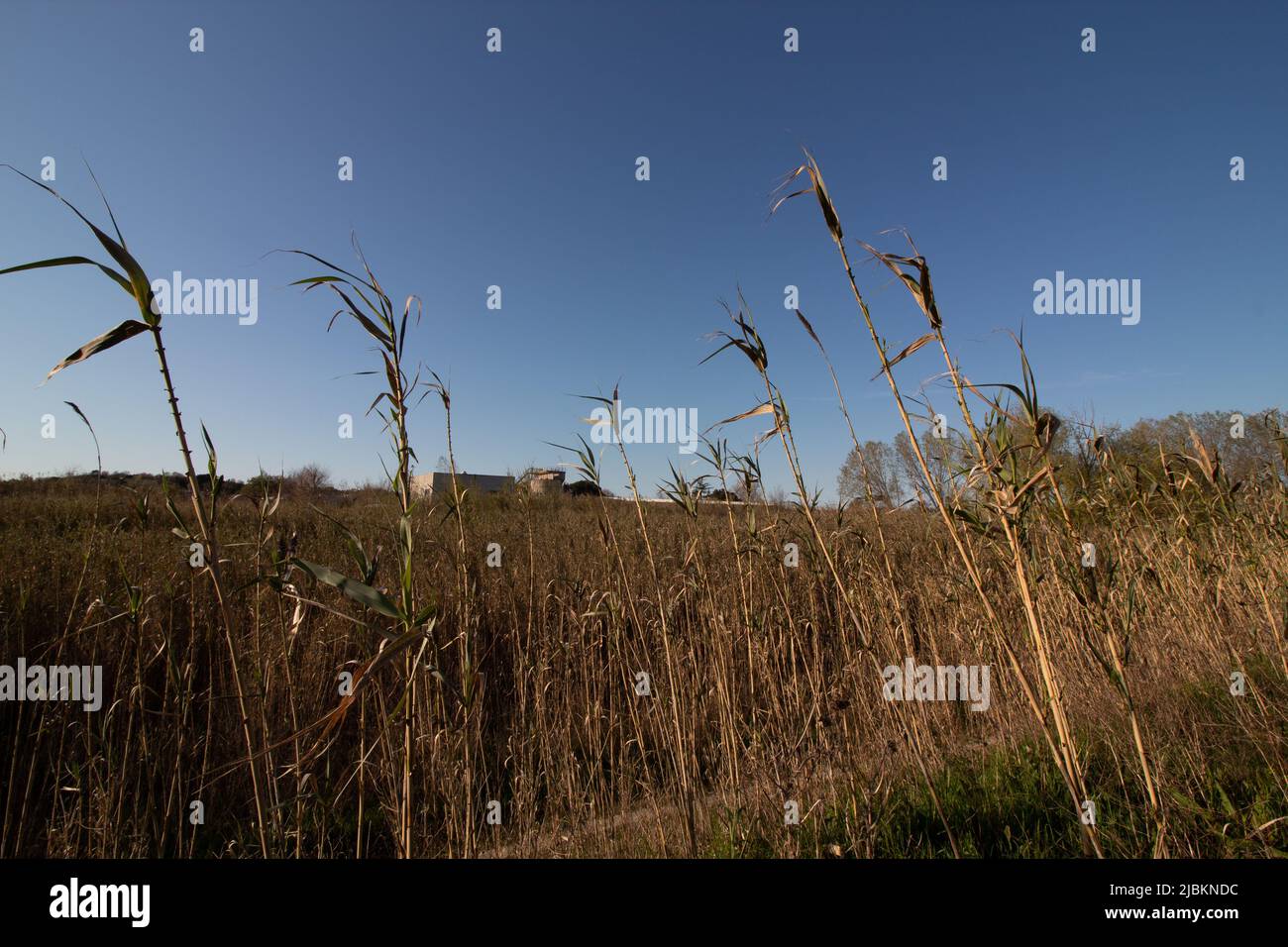 Wandern entlang des Flusses Misa, umgeben von Natur, in Senigallia, Region Marken, Italien. Fast Sonnenuntergang. Flusslandschaft Stockfoto