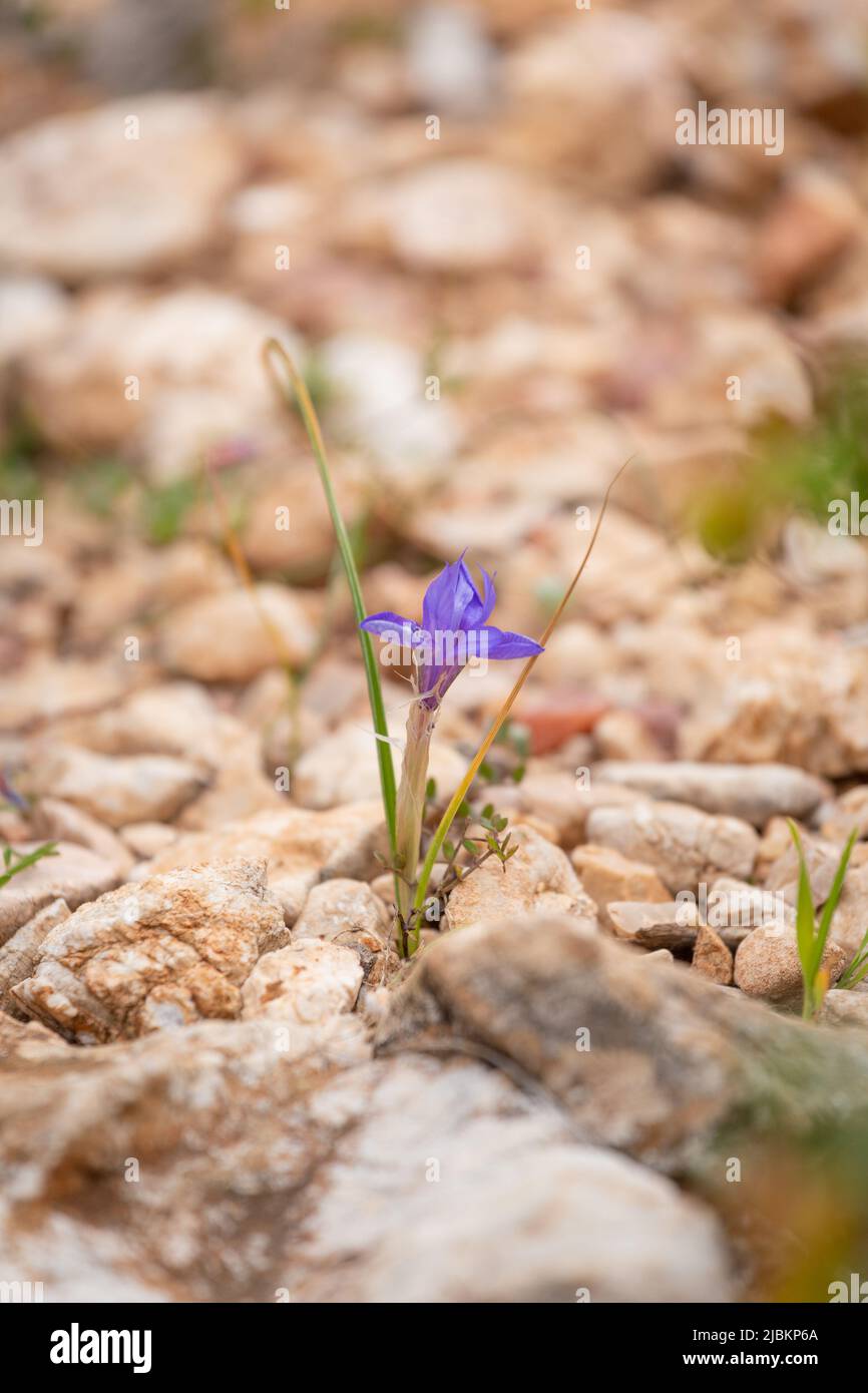 Moraea sisyrinchium oder Gynandriris sisyrinchium, auch bekannt als die barbarenmutter. Kleine Iris. Leicht zu finden in der Türkei, im Mittelmeerraum. Vertikal Stockfoto