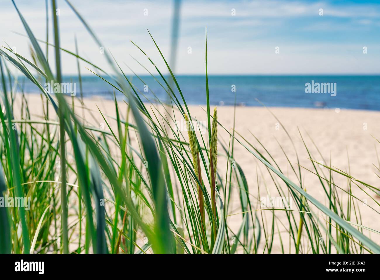 Hintergrund am Meer, Strandgras gegen leeren Strand, Meer und blauen Himmel Stockfoto