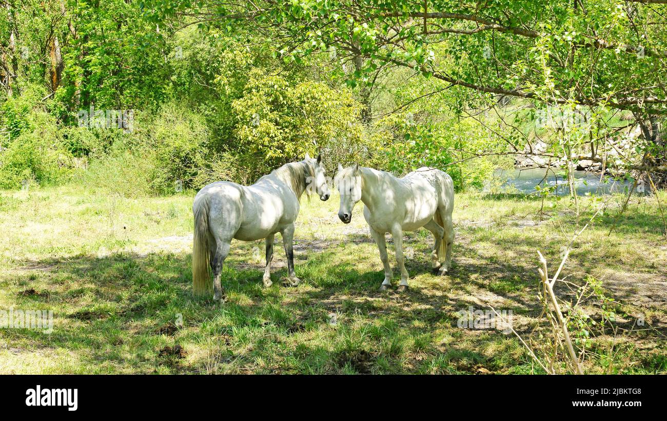 Pferde auf einem Bauernhof in Sort, Lleida, Lerida, Katalonien, Spanien, Europa Stockfoto