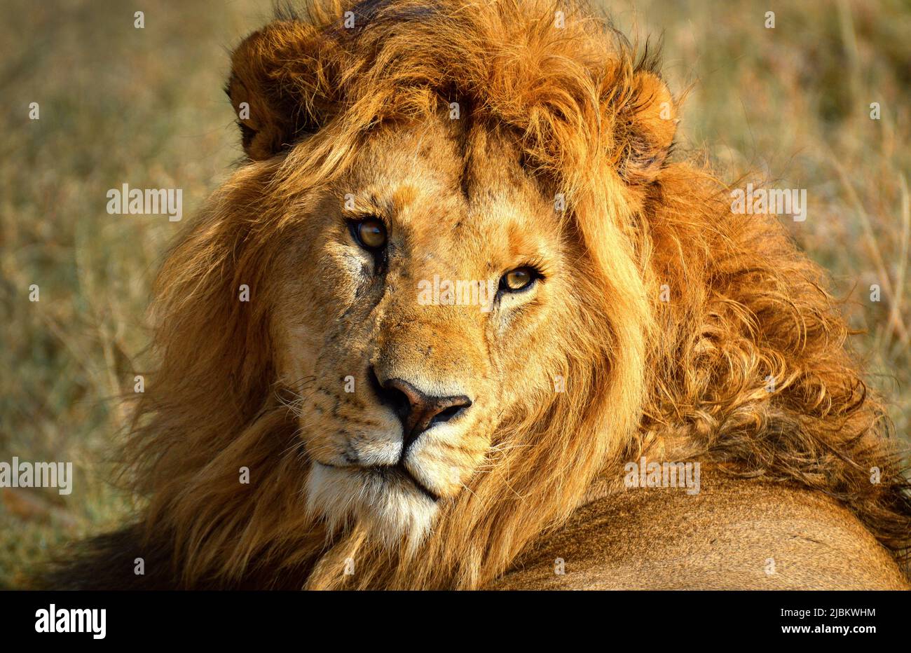 Löwe von Mara Nord. Stockfoto