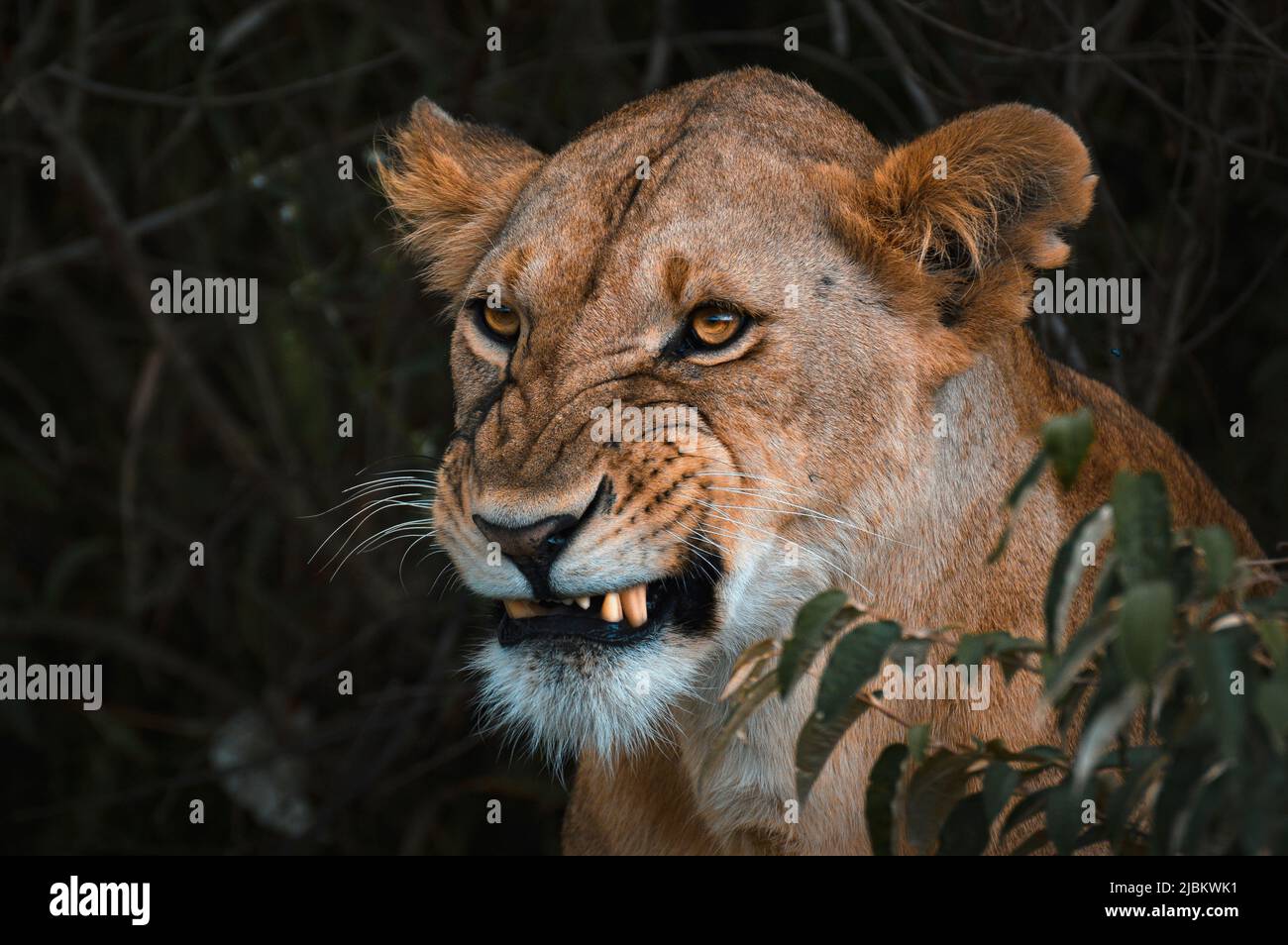 Löwe von Mara Nord. Stockfoto