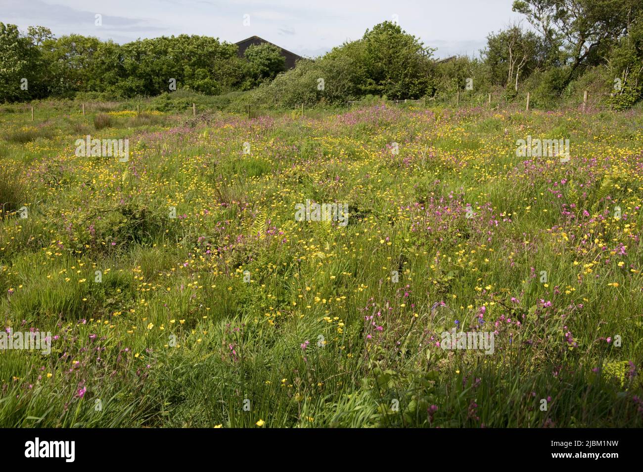 Das Bursdon Moor Nature Reserve hat den Status SSSI und ist eines der letzten verbliebenen Gebiete von Culm Grassland North Devon UK Stockfoto