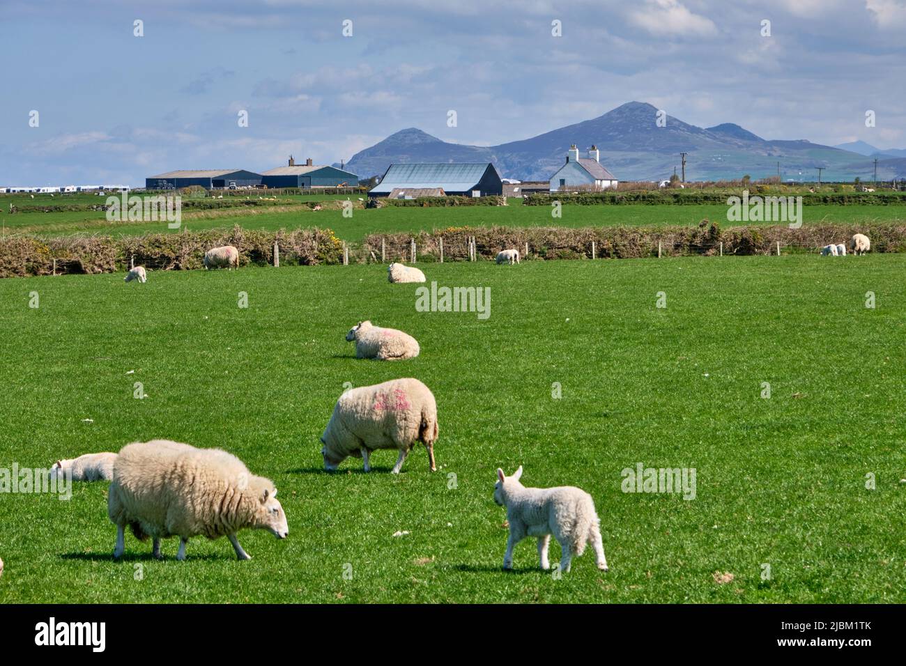 Schafe und Lämmer auf einem Bauernhof, der an den Wales Coast Path auf der Halbinsel Llyn angrenzt Stockfoto