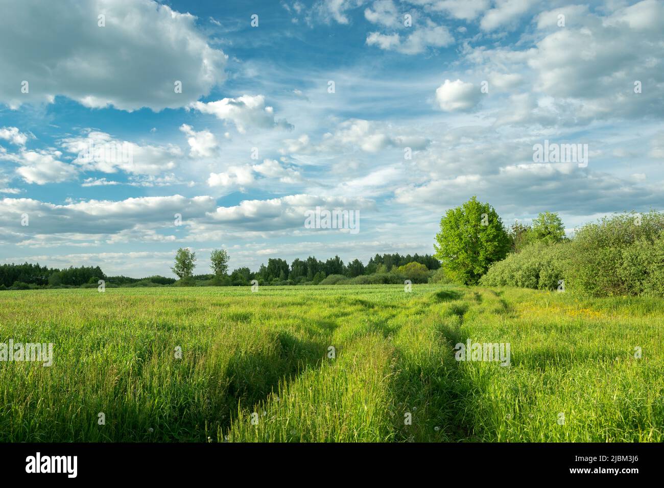 Das dichte Gras auf der Wiese und Wolken am Himmel, ländliche Aussicht Stockfoto