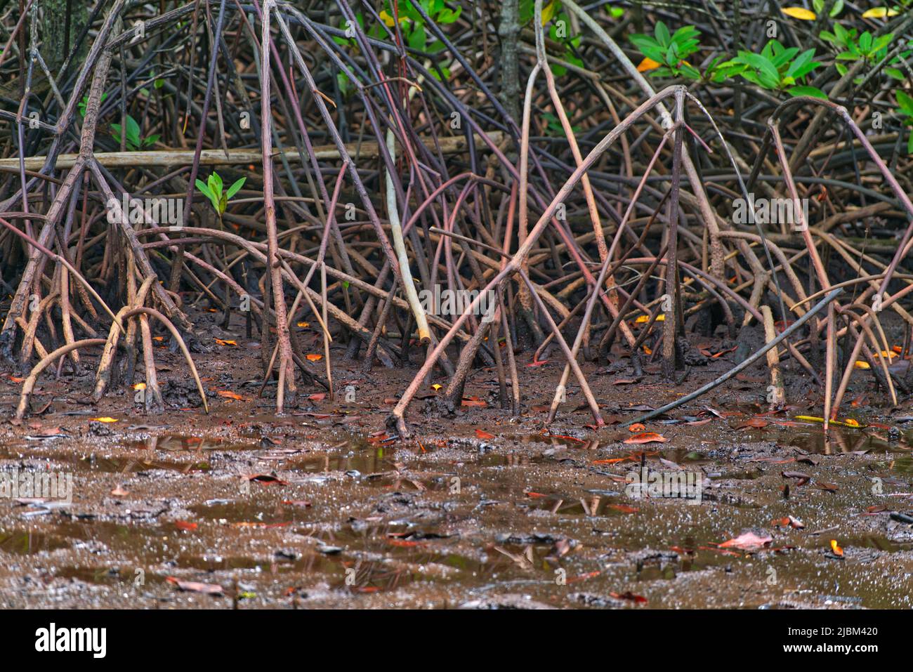 Mangrovenbaumwurzelsystem, das Buttress Root im Mangrovenwald der Khung Kraben Bay in Chanthaburi, Thailand, genannt hat. Buttress Root - wie pneumata Stockfoto