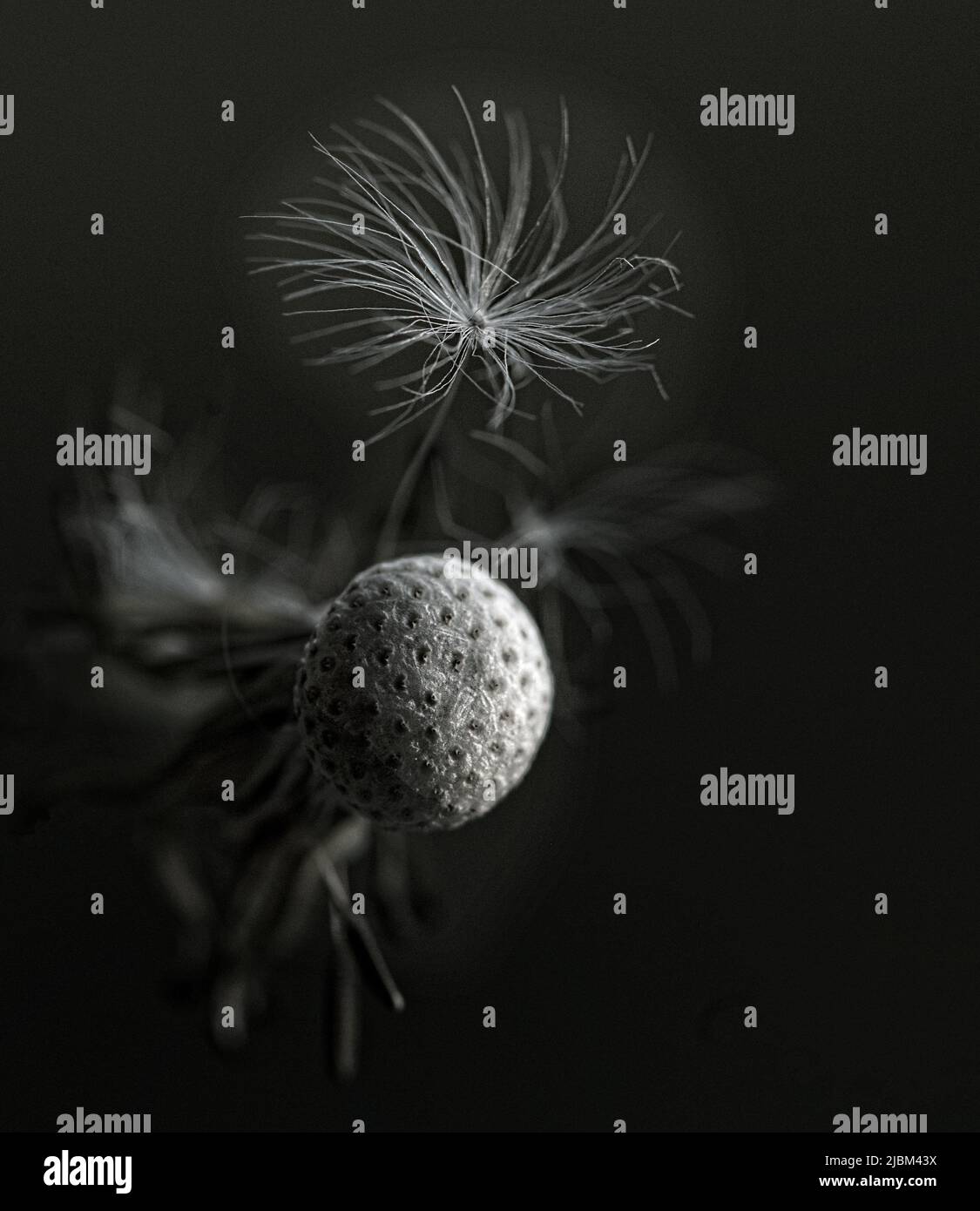 Weißer Dandelionkopf mit fliegenden Samen auf minamalistischem schwarzem Hintergrund. Selektiver Fokus, klares Foto, kein Rauschen. Stockfoto