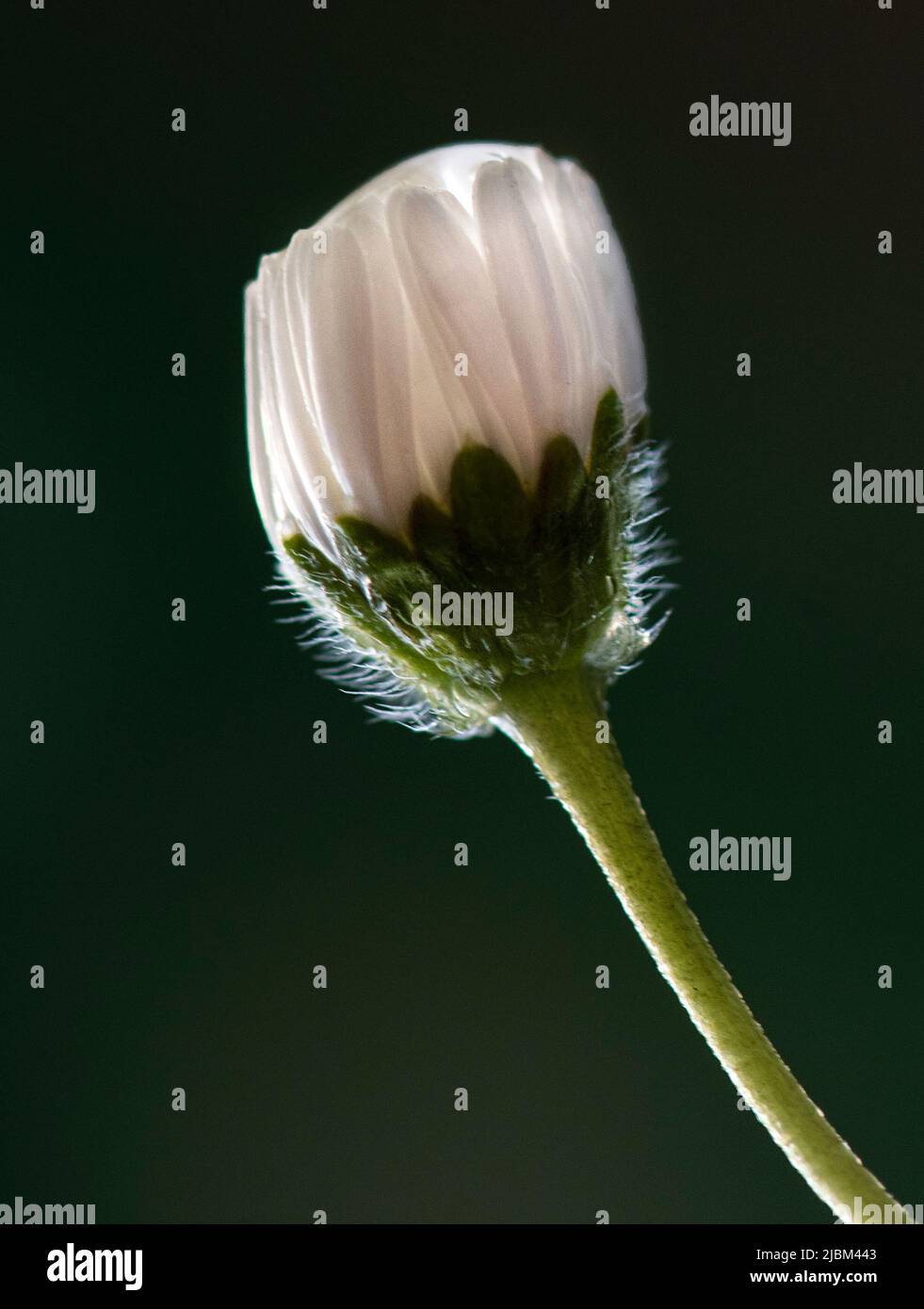 Künstlerische Foto von schönen weißen blühenden Blume isoliert in dunklen Hintergrund, natürliches Licht, zentralen Fokus, künstlerisches Konzept Stockfoto