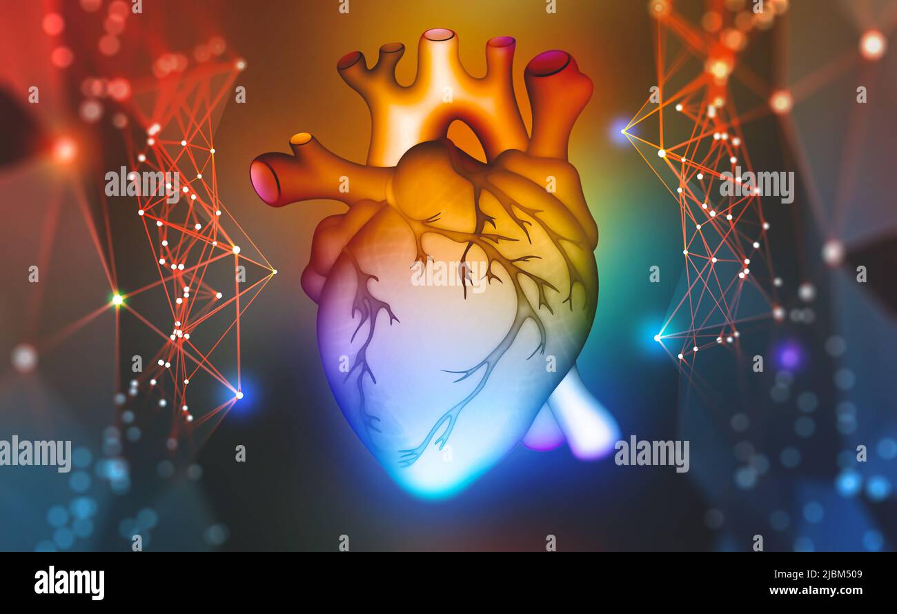 Menschliches Herz. Digitale Technologien in der Medizin und der wissenschaftlichen Körperforschung. 3D Modellierung auf dem Gebiet der Transplantologie der inneren Organe Stockfoto