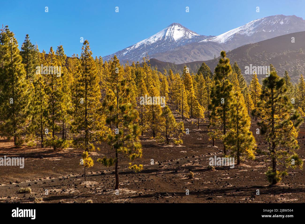 Kanarische Kiefern - Pinus canariensis - im Corona Forestal Park. Vulkan El Teide im Hintergrund, Teneriffa, Kanarische Inseln, Spanien Stockfoto