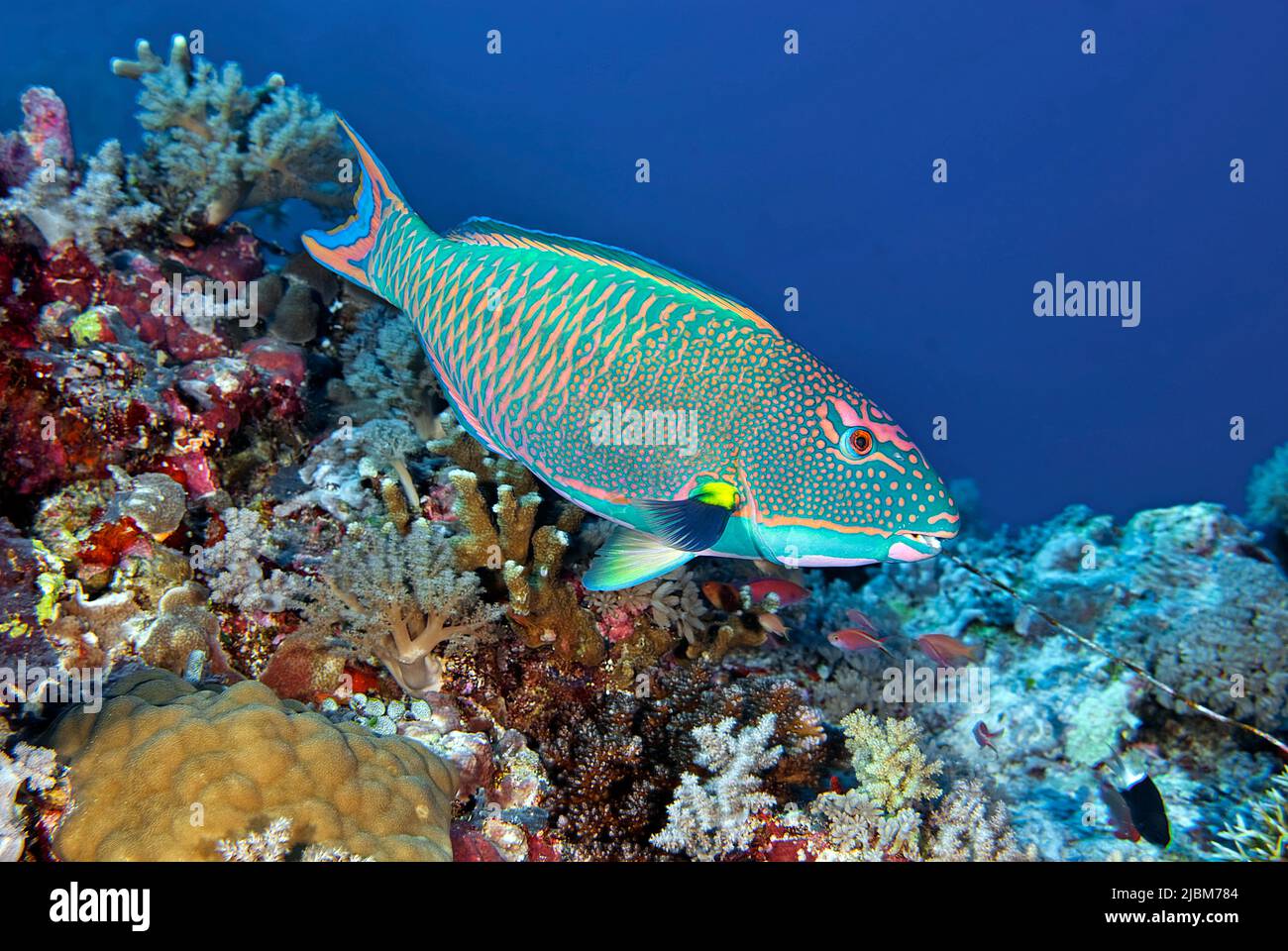 Bicolor-Papageienfisch (Cetoscarus bicolor), Tubbataha-Riff, Palawan, Philippinen, Indo-Pazifischer Ozean, Asien Stockfoto