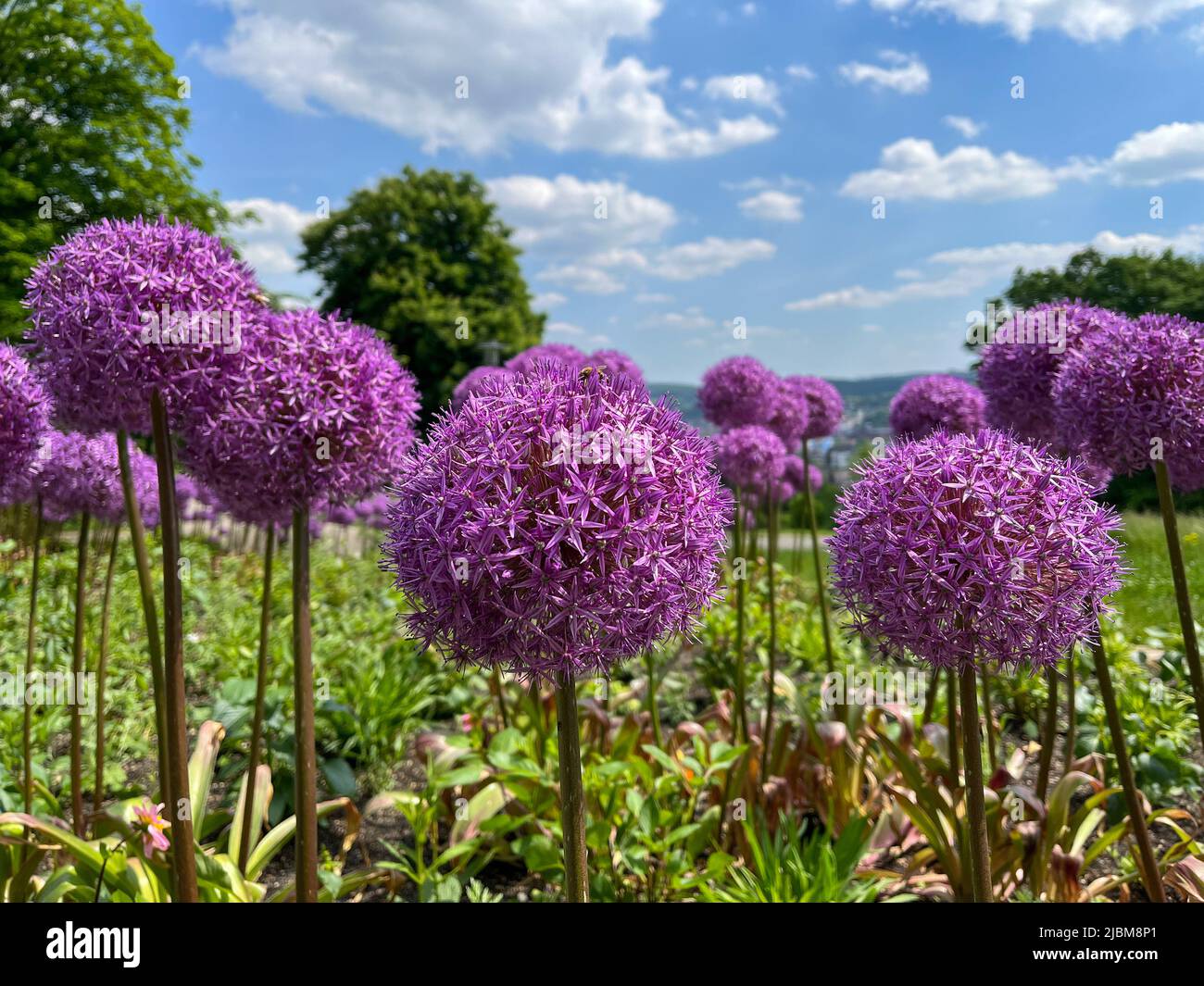 Riesenzwiebel, Allium giganteum, Blume im öffentlichen Park Nordpark in Wuppertal, Deutschland im Frühjahr gegen einen blauen Himmel. Stockfoto