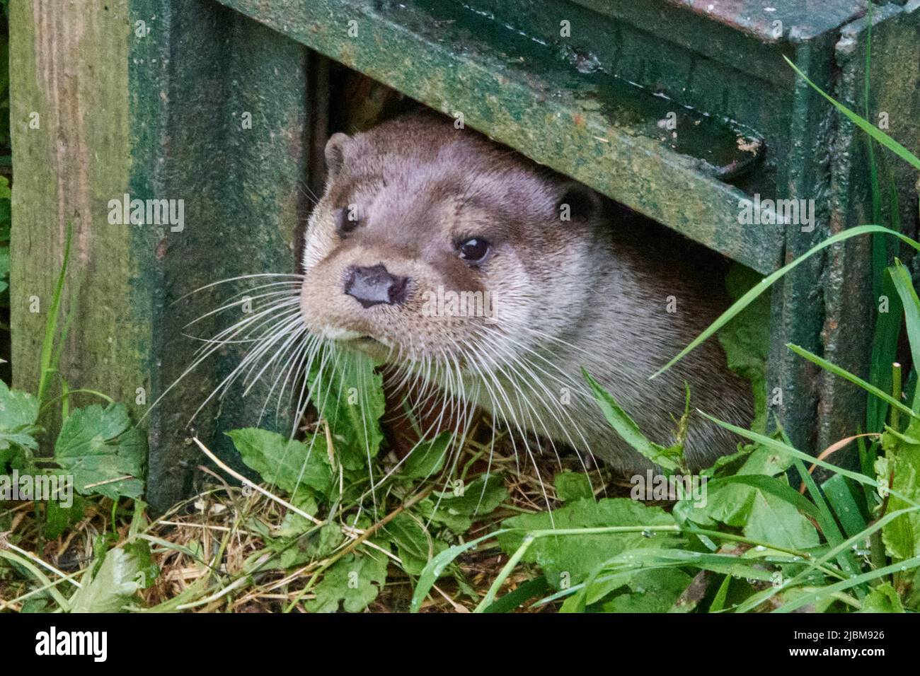 Buckfastleigh, Großbritannien. 07.. Juni 2022. Otter, die das warme Wetter genießen, auf dem Dart River in Buckfastleigh, Devon, UK Credit: Will Tudor/Alamy Live News Stockfoto