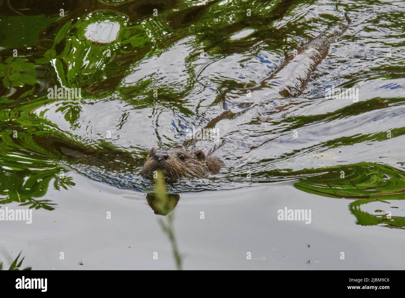 Buckfastleigh, Großbritannien. 07.. Juni 2022. Otter, die das warme Wetter genießen, auf dem Dart River in Buckfastleigh, Devon, UK Credit: Will Tudor/Alamy Live News Stockfoto