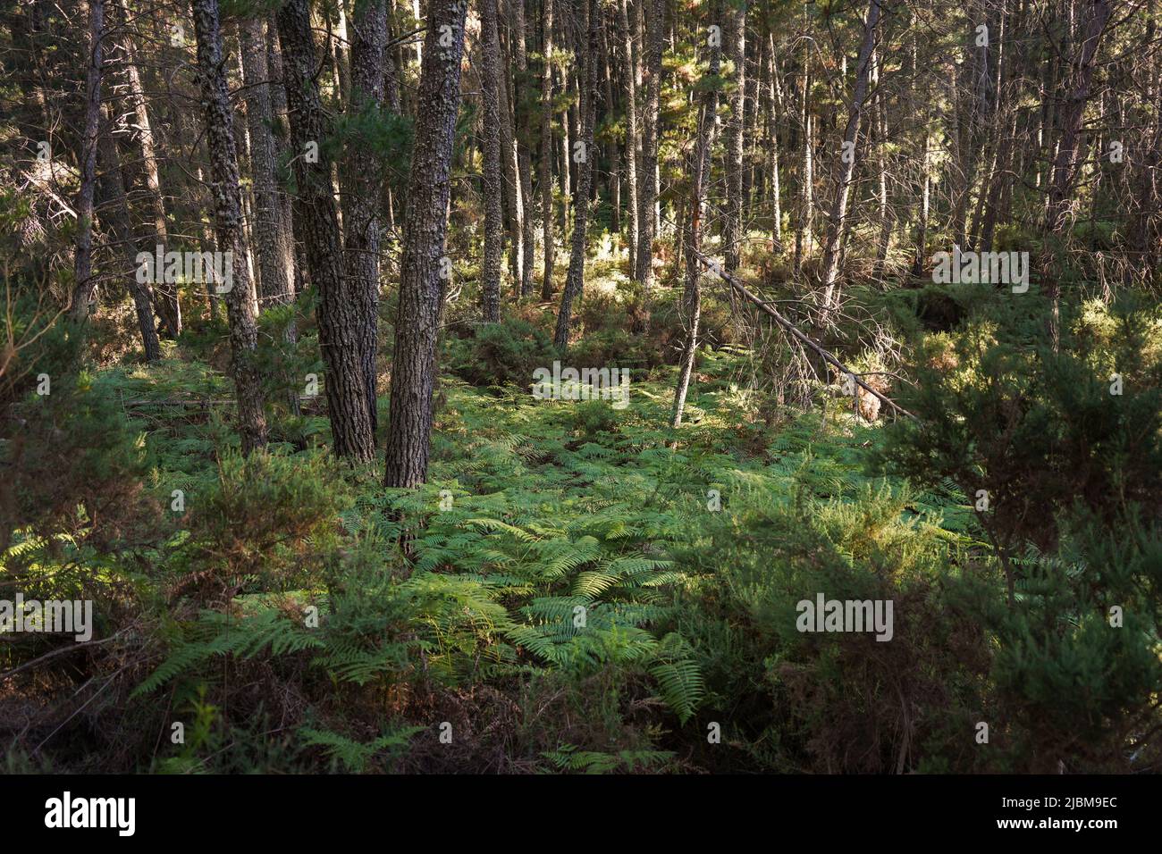 Dichter Kiefernwald mit Farnen und Monterey Pine (Pinus radiata), Sonnenlicht durchzieht. Juanar, Ojen, Spanien. Stockfoto