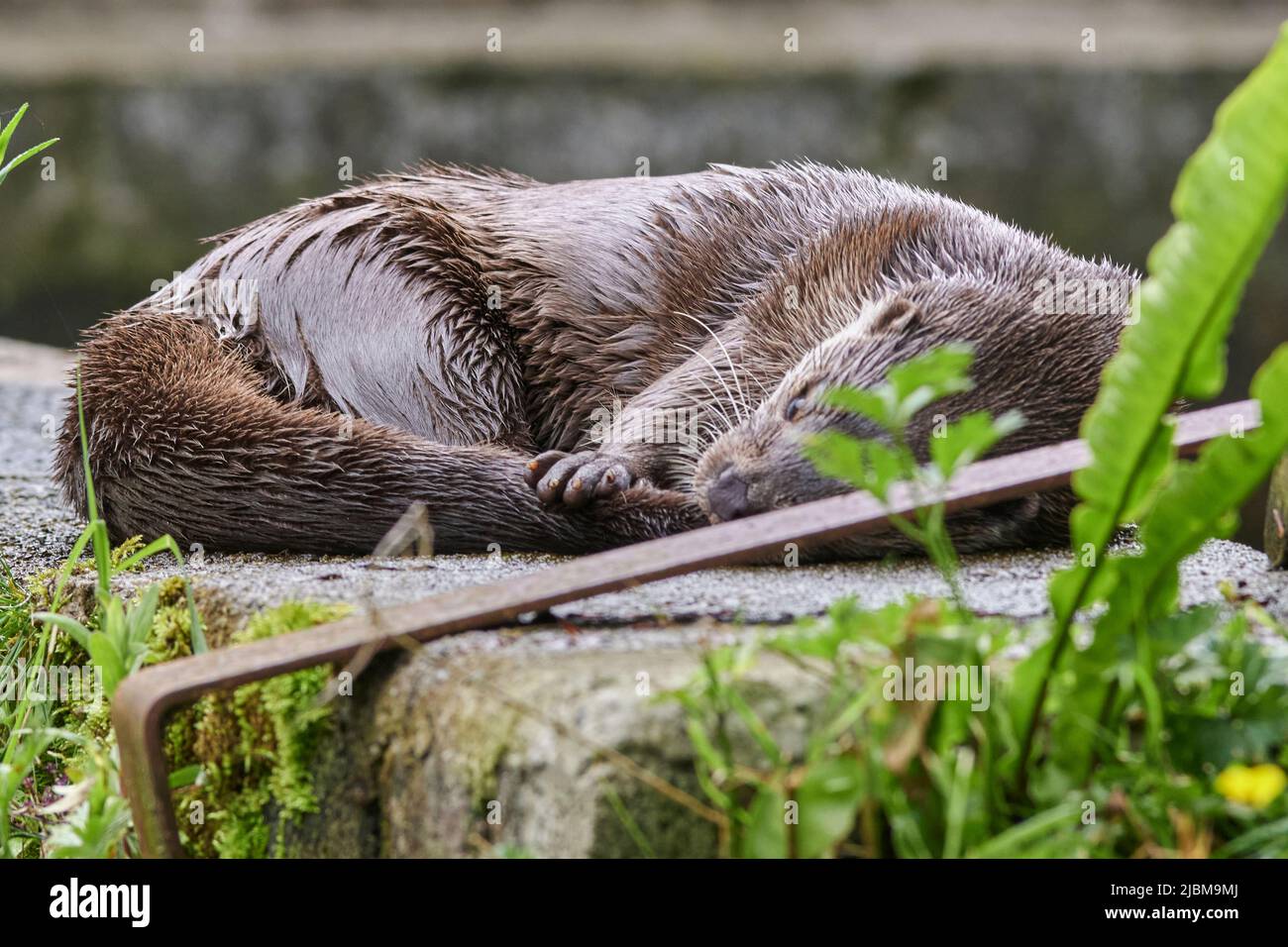 Buckfastleigh, Großbritannien. 07.. Juni 2022. Otter, die das warme Wetter genießen, auf dem Dart River in Buckfastleigh, Devon, UK Credit: Will Tudor/Alamy Live News Stockfoto